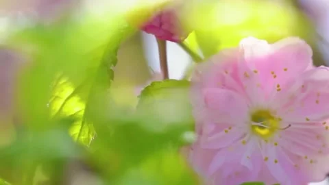 Cherry Blossom Blooming in Spring Breeze  Close Up Nature Scene Stock Footage 294413860