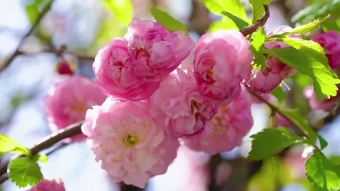Cherry Blossom Blooming in Spring Breeze  Close Up Nature Scene Stock Footage 294413872