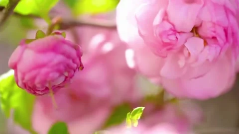 Cherry Blossom Blooming in Spring Breeze  Close Up Nature Scene Stock Footage 294413877