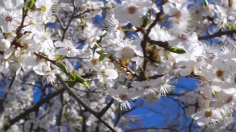 Cherry Blossom Blooming in Spring Breeze  Close Up Nature Scene Stock Footage 294414513