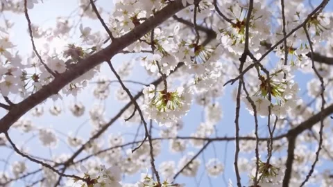 Cherry Blossom Blooming in Spring Breeze  Close Up Nature Scene Stock Footage 294414670