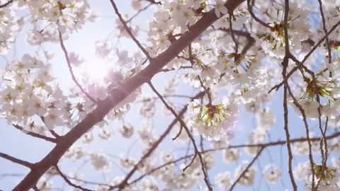 Cherry Blossom Blooming in Spring Breeze  Close Up Nature Scene Stock Footage 294414680