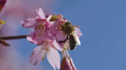 Cherry Blossom Blooming in Spring Breeze  Close Up Nature Scene Stock Footage 294414778