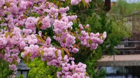 Cherry Blossom Blooming in Spring Breeze  Close Up Nature Scene Stock Footage 294414779