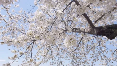 Cherry Blossom Blooming in Spring Breeze  Close Up Nature Scene Stock Footage 294414837