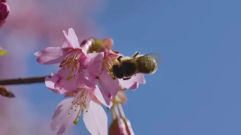 Cherry Blossom Blooming in Spring Breeze  Close Up Nature Scene Stock Footage 294414903