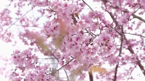 Cherry Blossom Blooming in Spring Breeze  Close Up Nature Scene Stock Footage 294415752