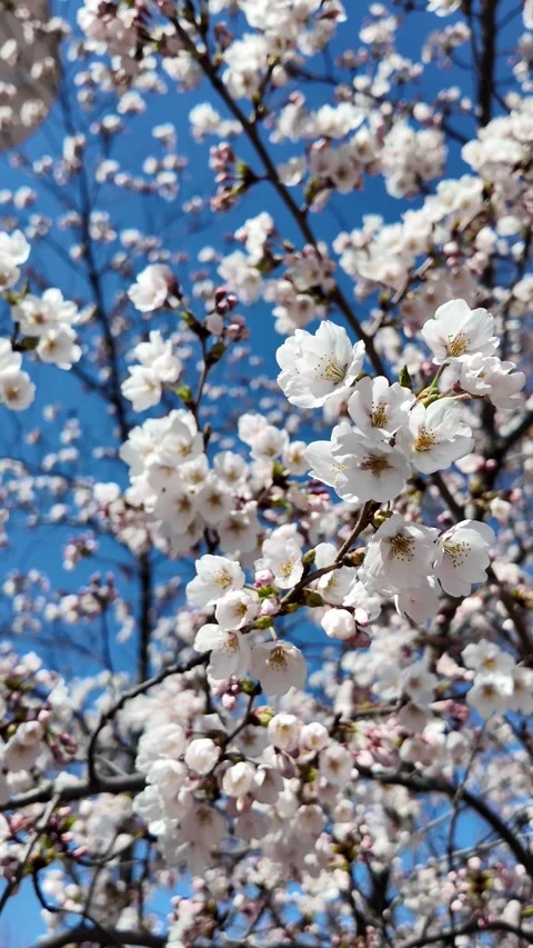 Cherry Blossom Blooming in Springtime Featuring Vibrant White Flowers Stock Footage 280284225