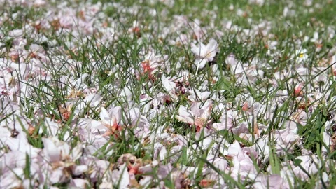 Cherry blossom blown onto grass ground on breezy day Stock Footage 87172938