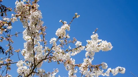 Cherry blossom, blue sky background, springtime concept, HD video Stock Footage 85510345