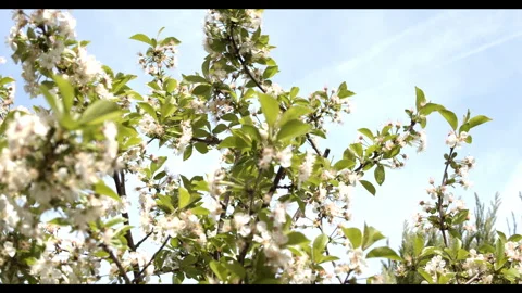 Cherry blossom on the blue sky background Stock Footage 272224797