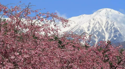 Cherry blossom with blue sky. Video stock 22971857