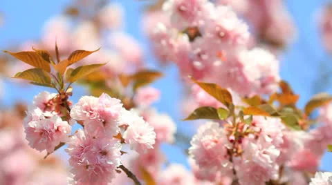 Cherry blossom with blue sky. Stock Footage 24818573