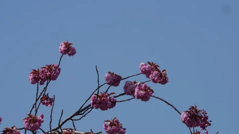 Cherry blossom in blue sky Stock Footage 238997072