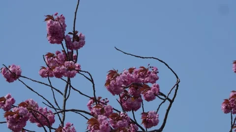 Cherry blossom in blue sky Stock Footage 238997121