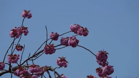Cherry blossom in blue sky Stock Footage 238997164