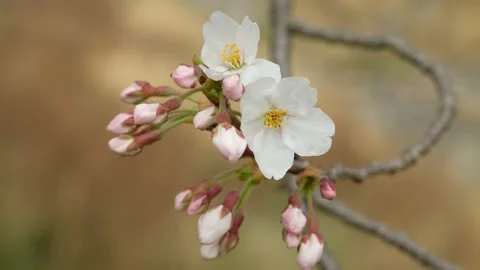 Cherry Blossom Bokeh Stock Footage 173595646