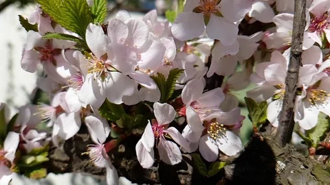 Cherry blossom branch background slow motion Stock-Footage 89253320
