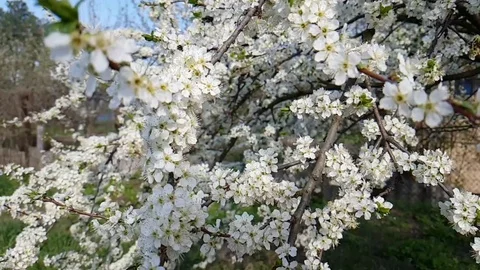 Cherry blossom branch background slow motion Stock Footage 89255103