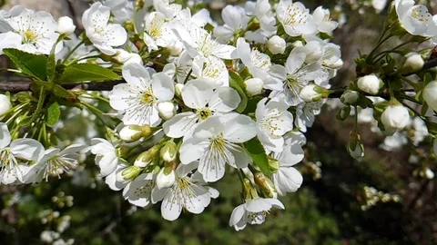 Cherry blossom branch background slow motion Stock Footage 89255725