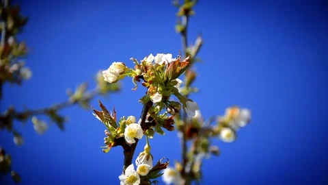 Cherry blossom on a branch of Cherry tree on the background of blue sky Stock Footage 146852860