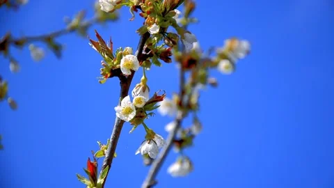 Cherry blossom on a branch of Cherry tree on the background of blue sky Stock Footage 146852880