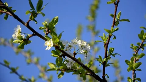 Cherry blossom on a branch of Cherry tree on the background of blue sky Stock Footage 146853231