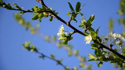 Cherry blossom on a branch of Cherry tree on the background of blue sky Stock Footage 146853242