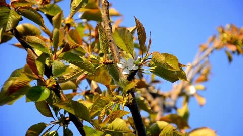 Cherry blossom on a branch of Cherry tree on the background of blue sky Stock Footage 146853267