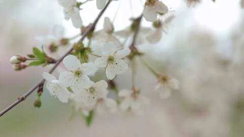 Cherry blossom branch close up Stock-Footage 238002561