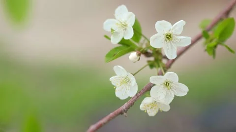 Cherry blossom branch close up Video stock 238002563