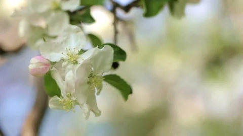 Cherry blossom branch close up 스톡 동영상 239033111