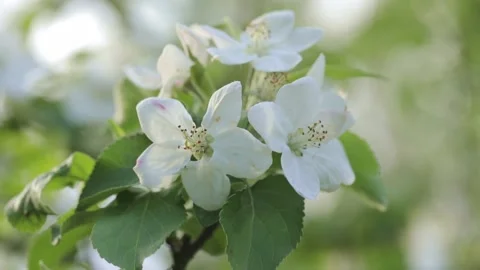 Cherry blossom branch close up Stock Footage 239033201