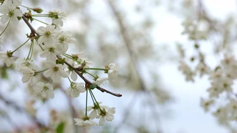 Cherry blossom branch close up Video stock 240481150