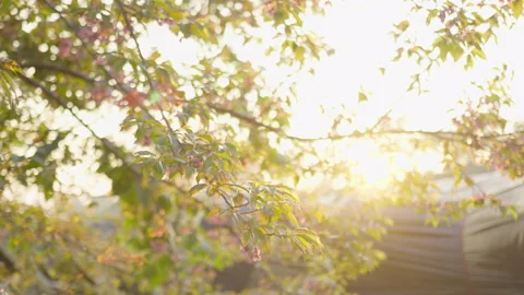 Cherry blossom branch with delicate pink flowers blooms in the bright morning Stock Footage 337674101