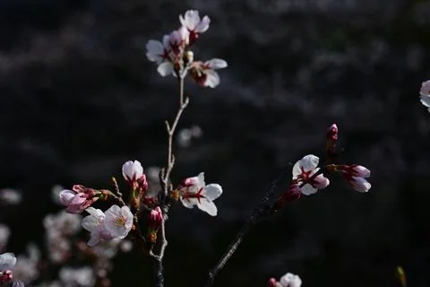 Cherry blossom branch in dramatic lighting with dark blurred background 스톡 사진