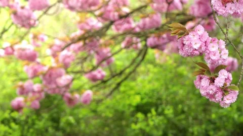 Cherry blossom branch Stock Footage 273047143