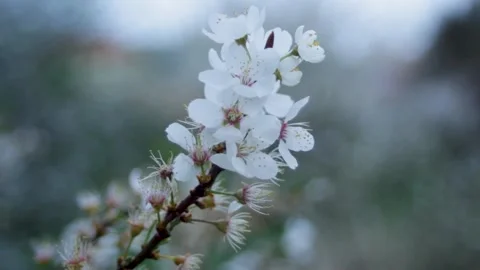 Cherry blossom. A branch of a fruit tree with open flowers. The arrival of Stock Footage 315180104