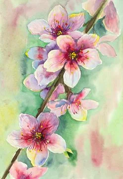 Cherry blossom branch Stock Illustration