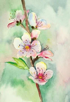 Cherry blossom branch Stock Illustration