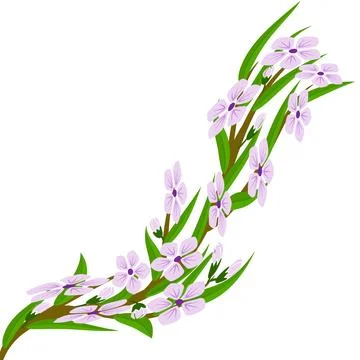 Cherry blossom branch Stock Illustration