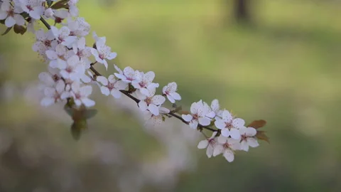 Cherry blossom branch isolated on soft green background Stock Footage 333349885