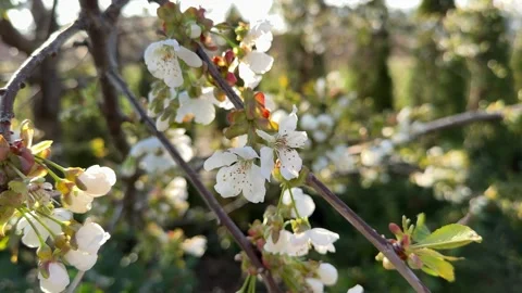 Cherry blossom branch lit by spring sunlight Stock Footage 306642222