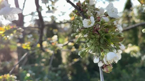 Cherry blossom branch lit by spring sunlight Stock Footage 306642228