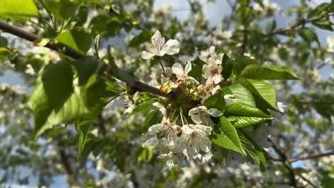 Cherry blossom branch lit by spring sunlight Stock Footage 307053298