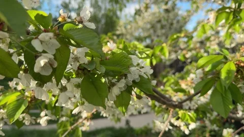 Cherry blossom branch lit by spring sunlight Stock Footage 307053327