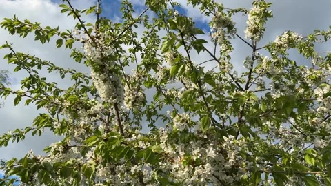 Cherry blossom branch lit by spring sunlight Stock Footage 307053328