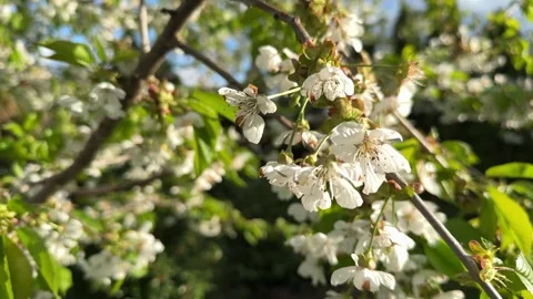 Cherry blossom branch lit by spring sunlight Stock Footage 307053387
