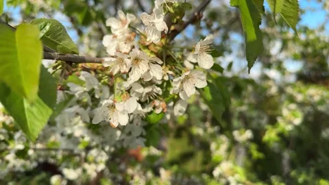Cherry blossom branch lit by spring sunlight Stock Footage 307053412