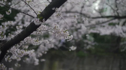 Cherry Blossom Branch - Move Right Video stock 62446287
